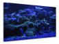 Preview: Leinwandbild Korallenriff in blau