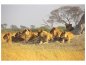 Preview: Leinwandbild Löwen Familie