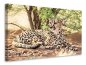 Preview: Leinwandbild Sonnender Gepard