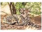 Preview: Leinwandbild Sonnender Gepard