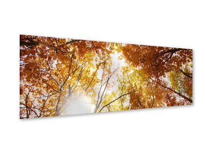 Acrylglasbild Panorama Herbstbäume