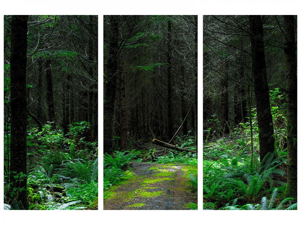 Leinwandbild 3-teilig Wilder Wald