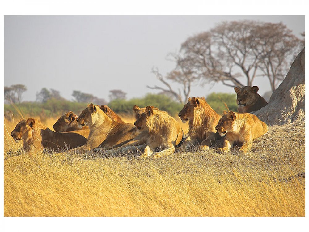 Leinwandbild Löwen Familie